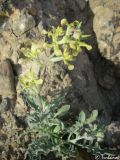 Matthiola odoratissima