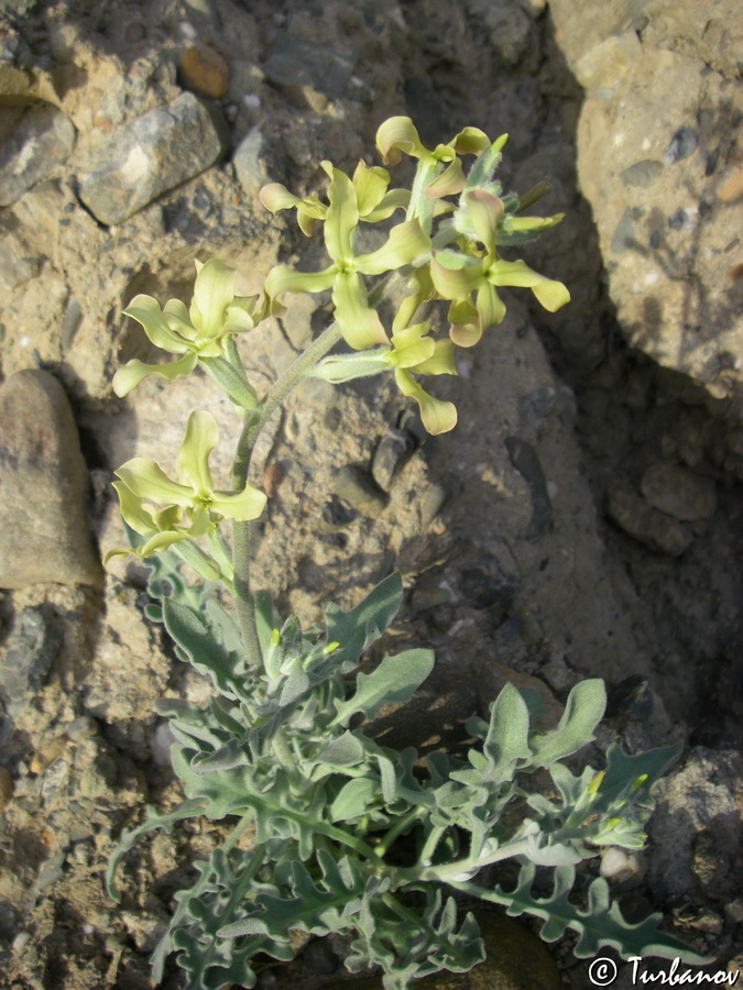 Image of Matthiola odoratissima specimen.