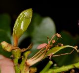 Schotia latifolia