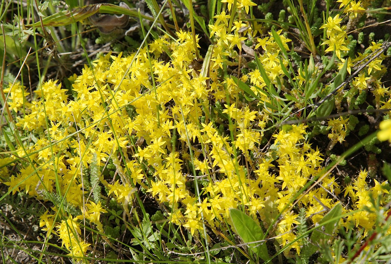 Изображение особи Sedum acre.