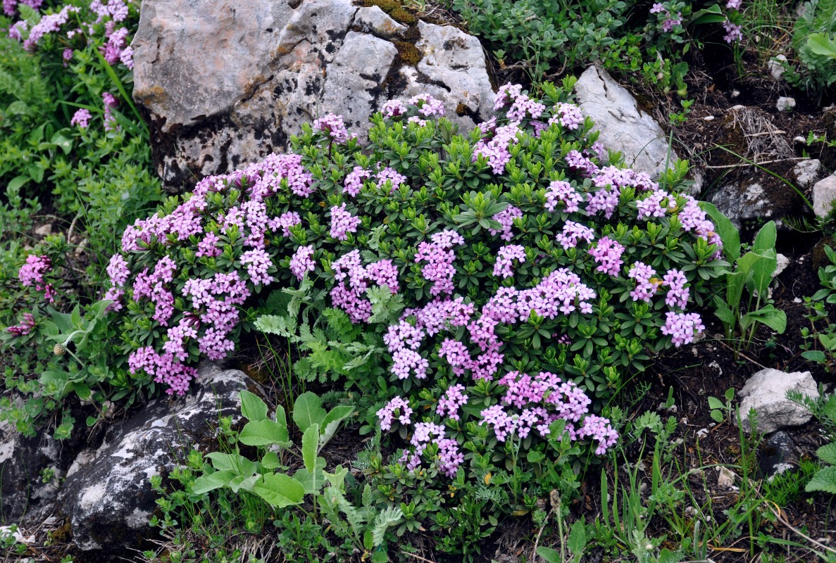 Изображение особи Daphne circassica.