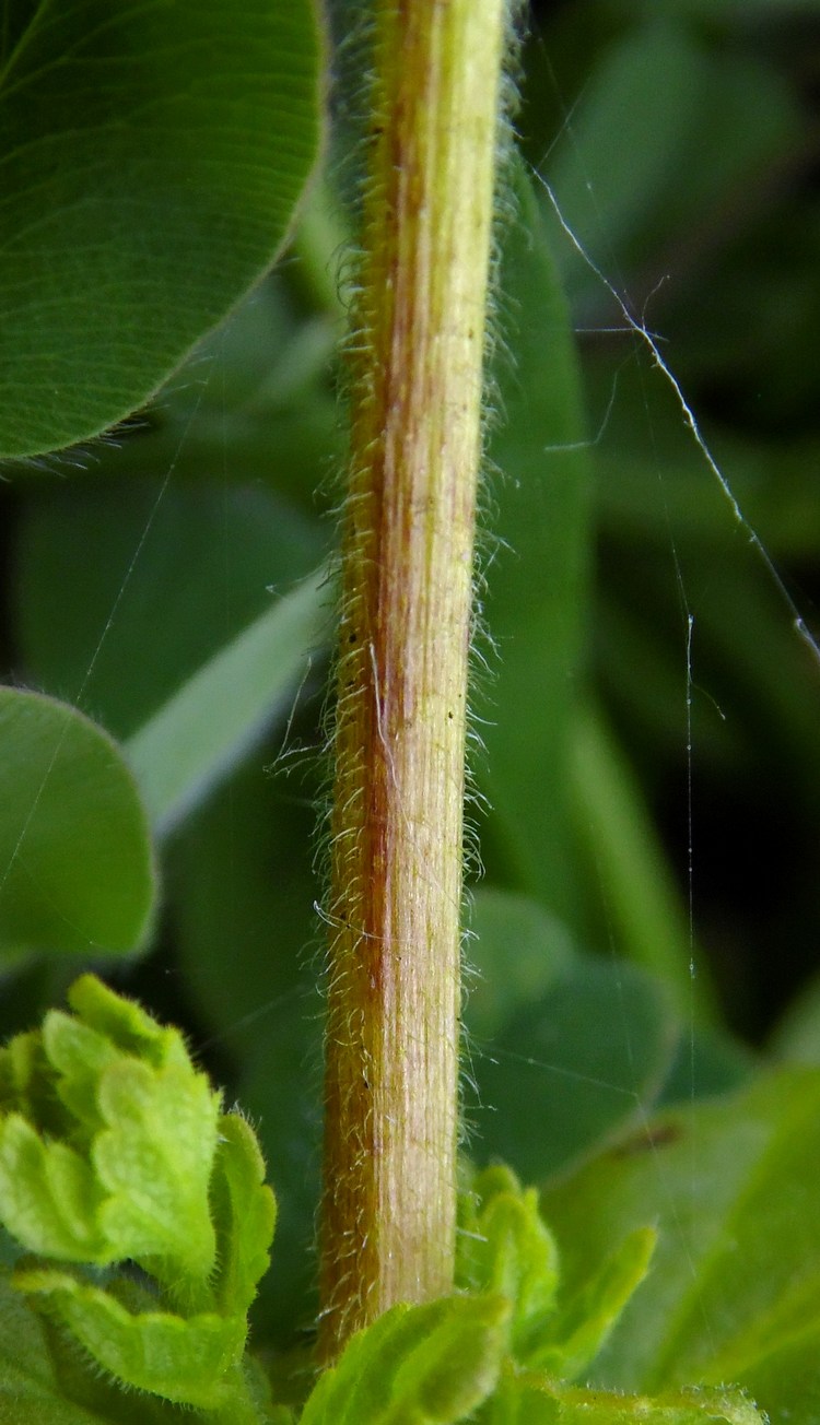 Изображение особи Rhynchocorys stricta.