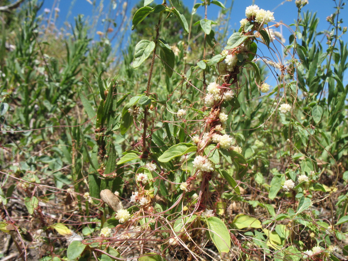 Изображение особи Cuscuta approximata.