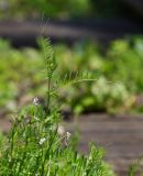 Vicia hirsuta