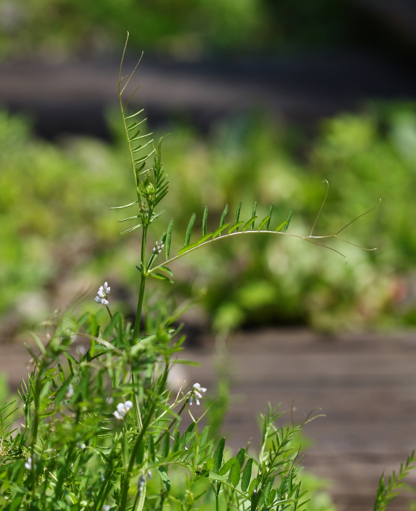 Image of Vicia hirsuta specimen.