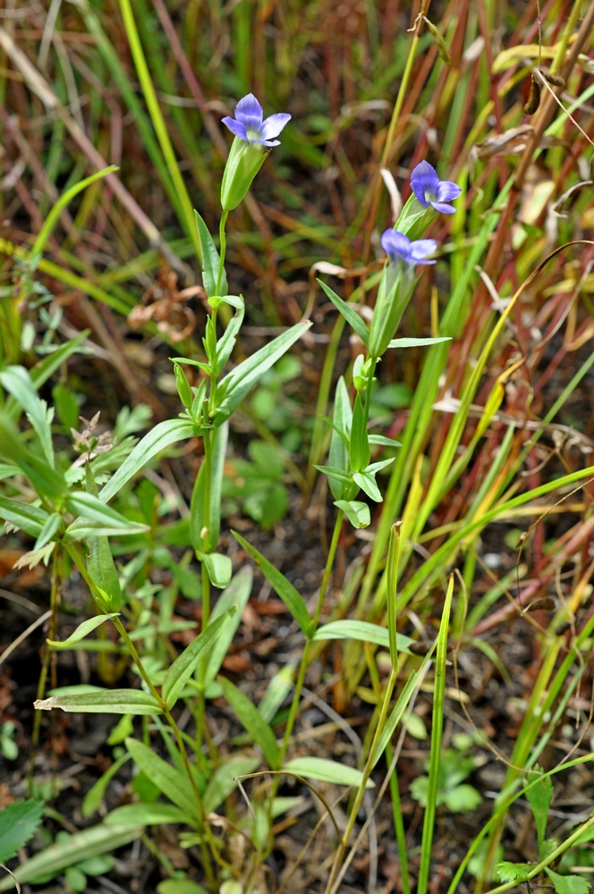 Изображение особи Gentianopsis komarovii.