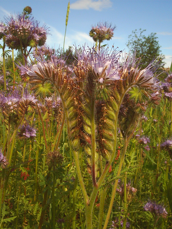 Image of Phacelia tanacetifolia specimen.