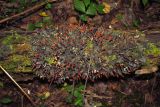 Peltigera neopolydactyla