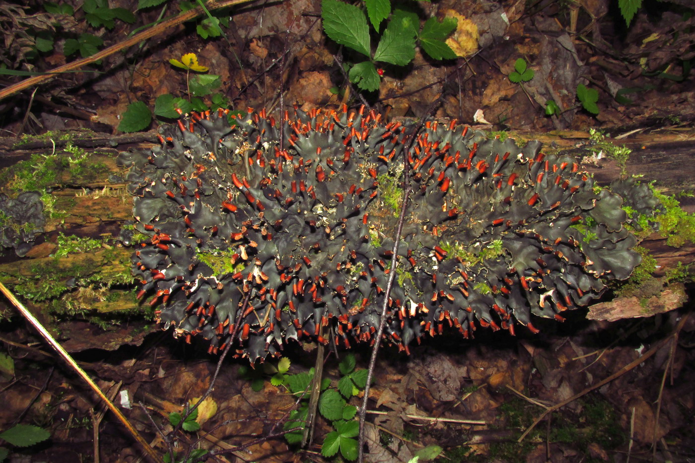 Image of Peltigera neopolydactyla specimen.