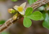 Commiphora gileadensis. Лист и цветок. Израиль, впадина Мёртвого моря, киббуц Эйн-Геди. 24.04.2017.