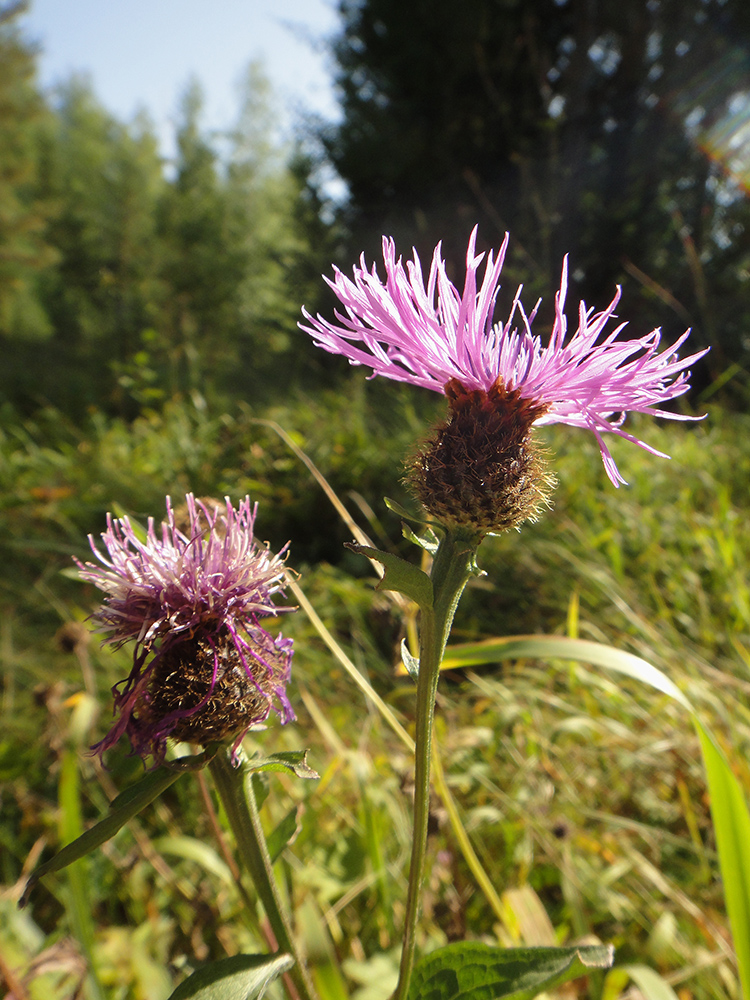 Изображение особи Centaurea pseudophrygia.