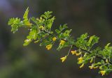 Caragana arborescens. Верхушка побега с цветками. Республика Алтай, Шебалинский р-н, окр. с. Камлак, низкая пойма р. Семы, сосновый лес. 22.05.2017.