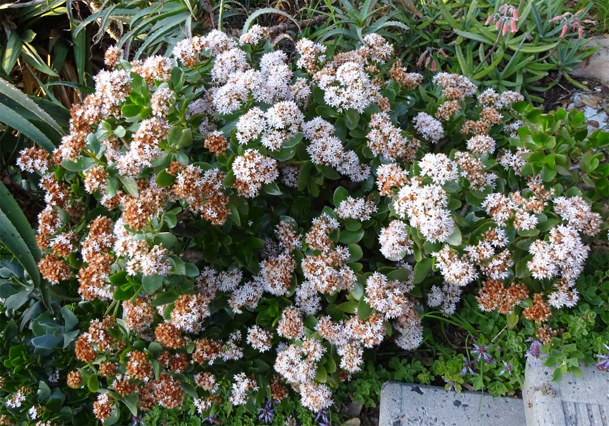 Image of Crassula ovata specimen.