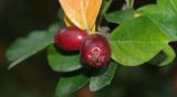 genus Cotoneaster. Плод и листья. Южный берег Крыма, Никитский ботанический сад, в культуре. 29.10.2017.