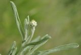 Centaurea salonitana