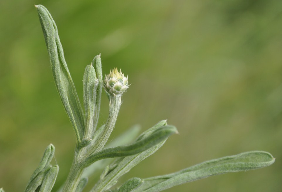 Image of Centaurea salonitana specimen.