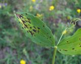 Lathyrus pratensis. Часть поражённого листа. Кабардино-Балкария, Эльбрусский р-н, окр. пос. Эльбрус, ок. 1900 м н.у.м., склон речной долины. 27.07.2017.