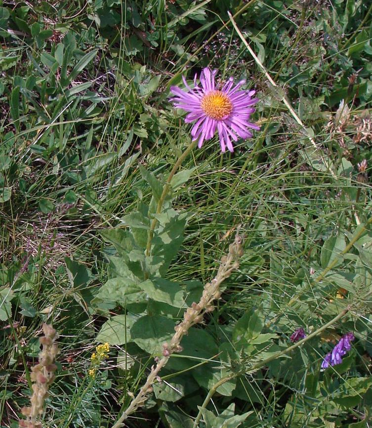 Image of Kemulariella caucasica specimen.