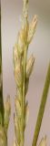 Festuca pratensis