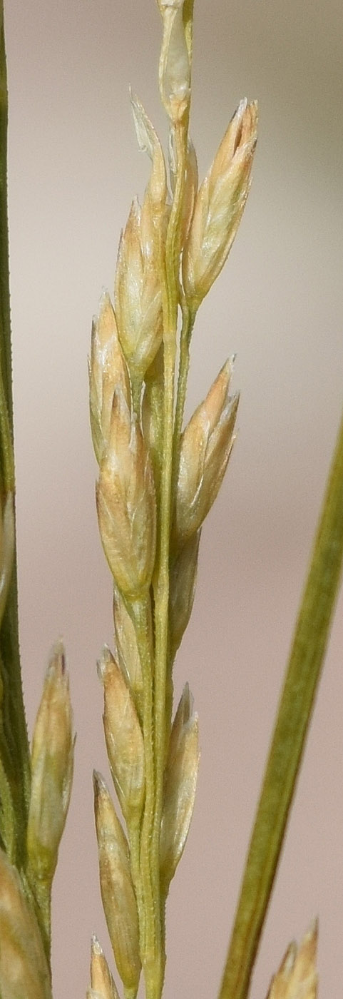 Image of Festuca pratensis specimen.