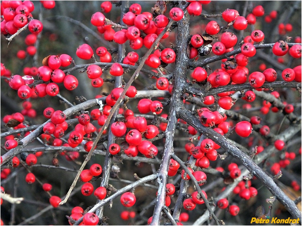 Image of Cotoneaster horizontalis specimen.