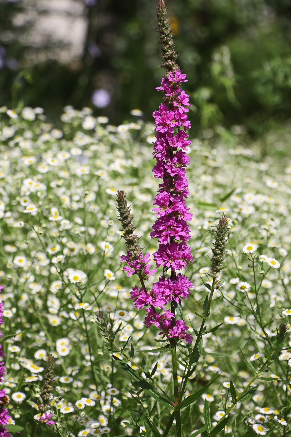 Image of Lythrum salicaria specimen.