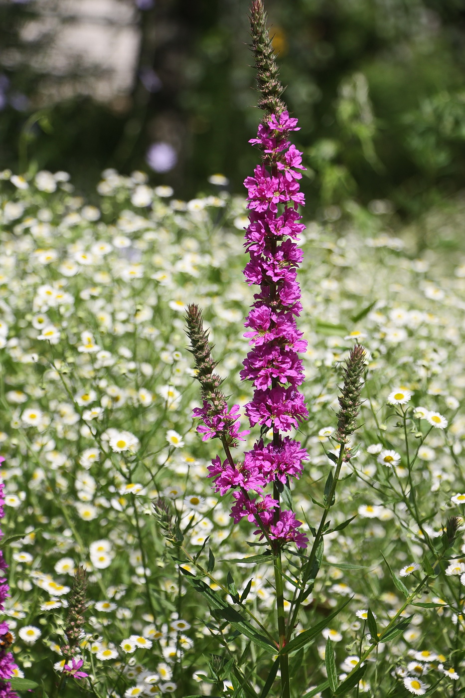 Image of Lythrum salicaria specimen.