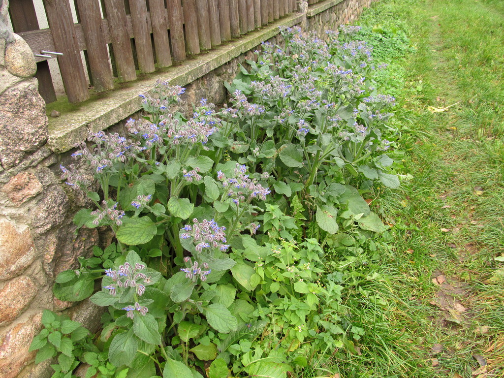 Image of Borago officinalis specimen.