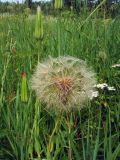 Tragopogon sibiricus. Верхушки побегов с раскрывшимся и нераскрывшимися соплодиями. Свердловская обл., окр. г. Североуральск, луг в еловом лесу (район пос. Третий Северный). 17.07.2007.