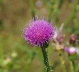 Carduus acanthoides