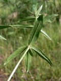 Galium boreale