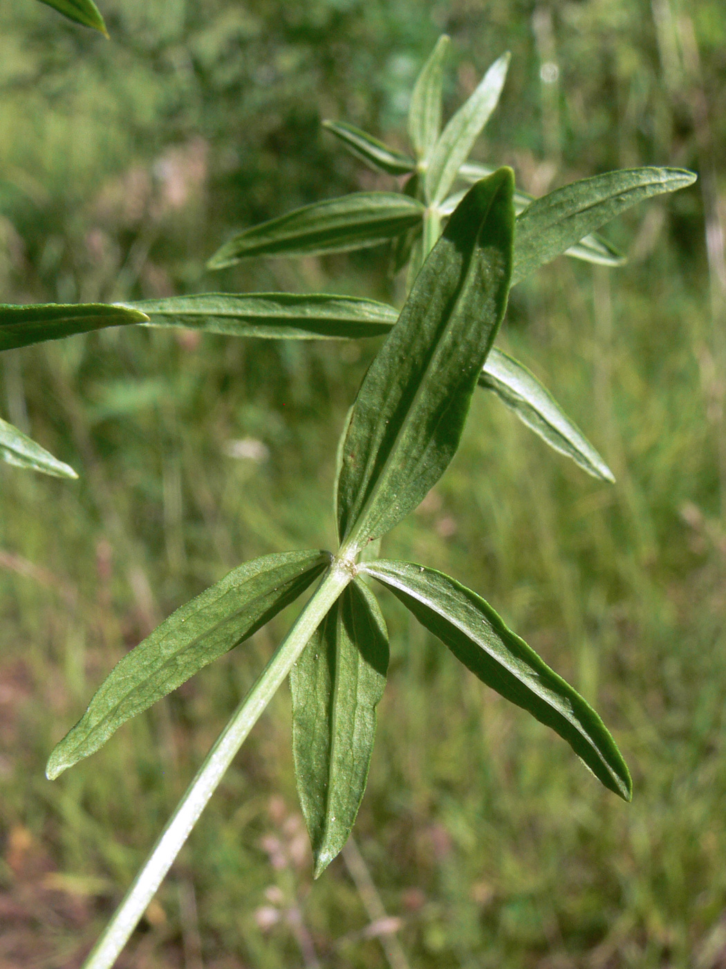 Image of Galium boreale specimen.