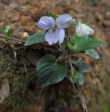 genus Viola. Цветущее растение. Китай, провинция Хунань, городской округ Чжанцзяцзе, национальный парк Чжанцзяцзе. 30.03.2015.