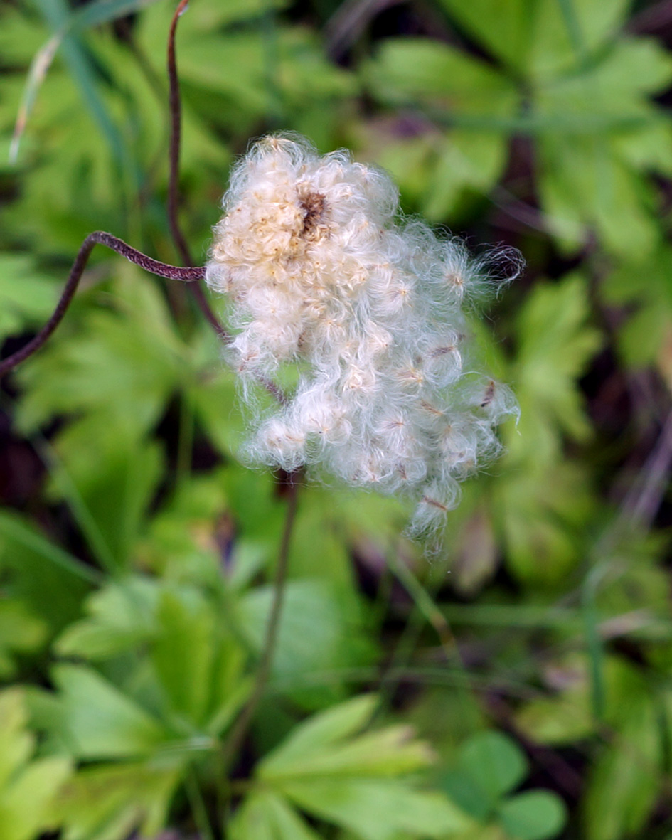 Изображение особи Anemone sylvestris.