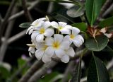 Plumeria obtusa