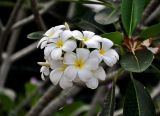 Plumeria obtusa. Соцветие. Малайзия, о-в Калимантан, г. Кучинг, в культуре. 12.05.2017.