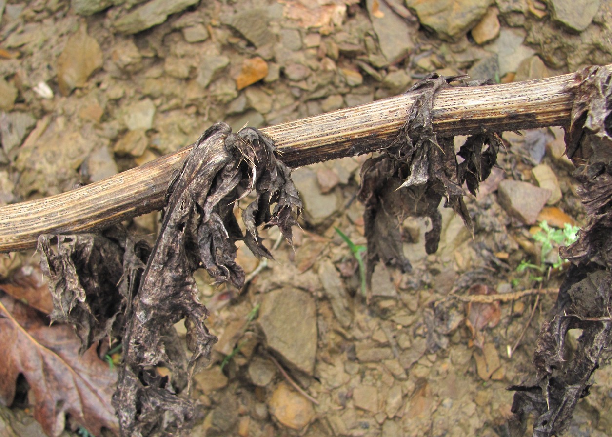 Image of Echinops sphaerocephalus specimen.