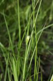 Juncus compressus