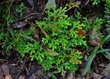 Selaginella mayeri. Вегетирующее растение. Малайзия, Камеронское нагорье, ≈ 1500 м н.у.м., влажный тропический лес. 03.05.2017.