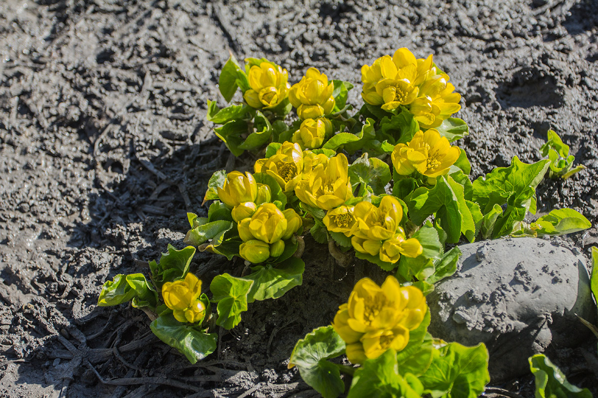 Image of Caltha polypetala specimen.