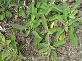 genus Verbascum