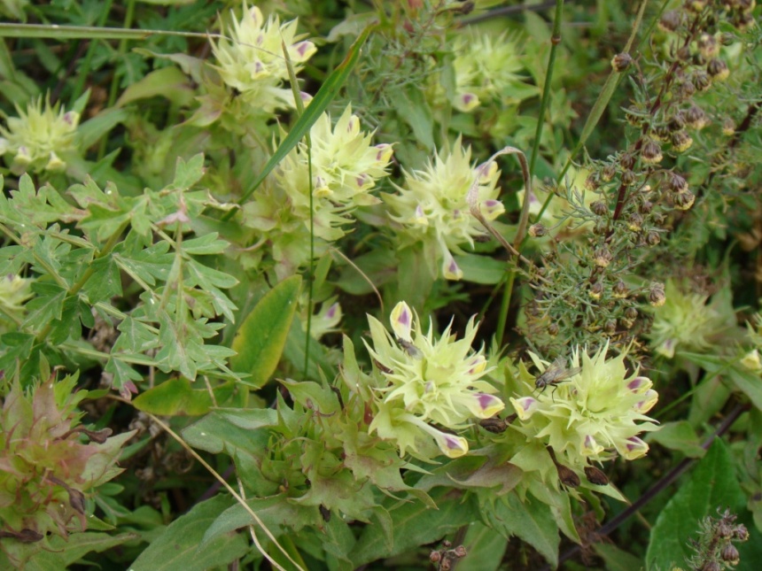 Image of Melampyrum chlorostachyum specimen.