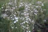 Gypsophila patrinii