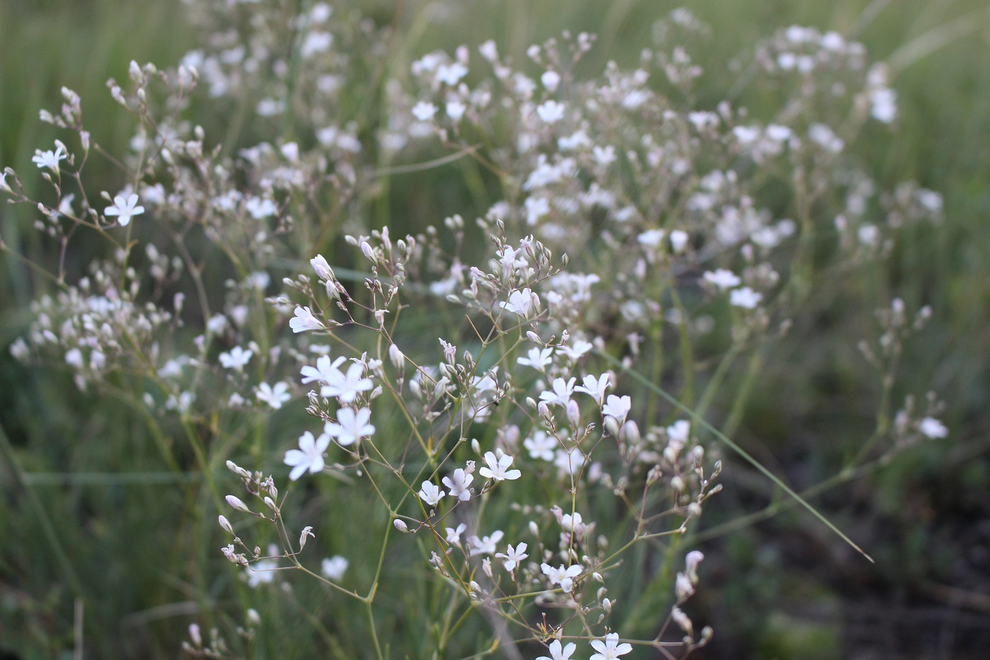 Изображение особи Gypsophila patrinii.