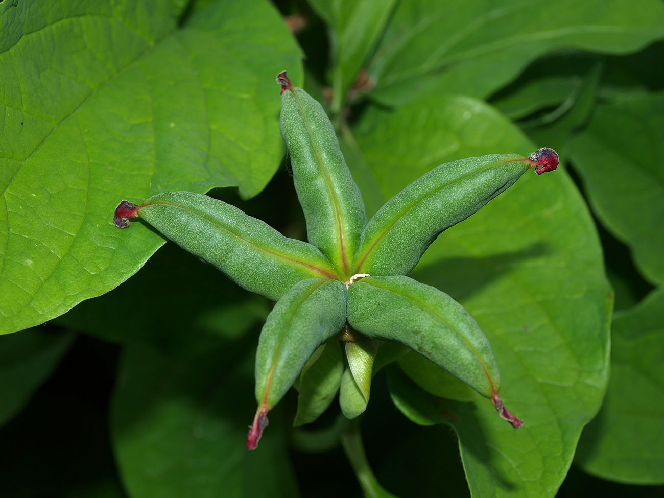 Image of Paeonia macrophylla specimen.