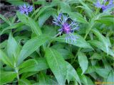 Centaurea mollis. Верхушки побегов с соцветиями. Украина, Ивано-Франковская обл., Долинский р-н, Шевченковский сельский совет, окр. с. Мысливка, урочище Шандра, обрывистый берег р. Свича. 06.05.2018.