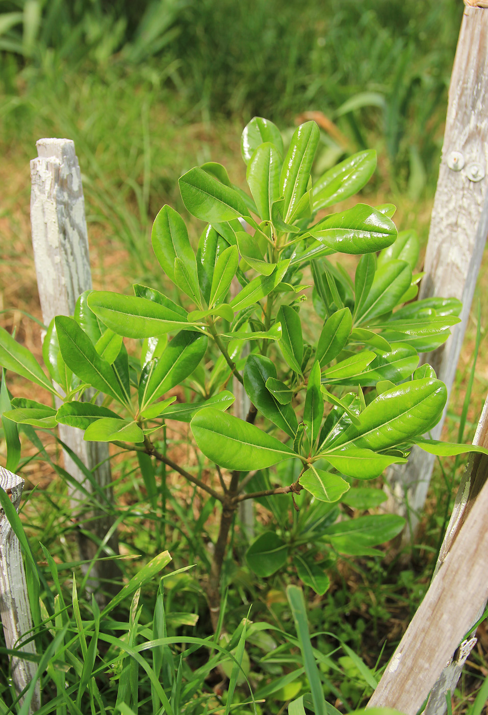 Image of Pittosporum tobira specimen.