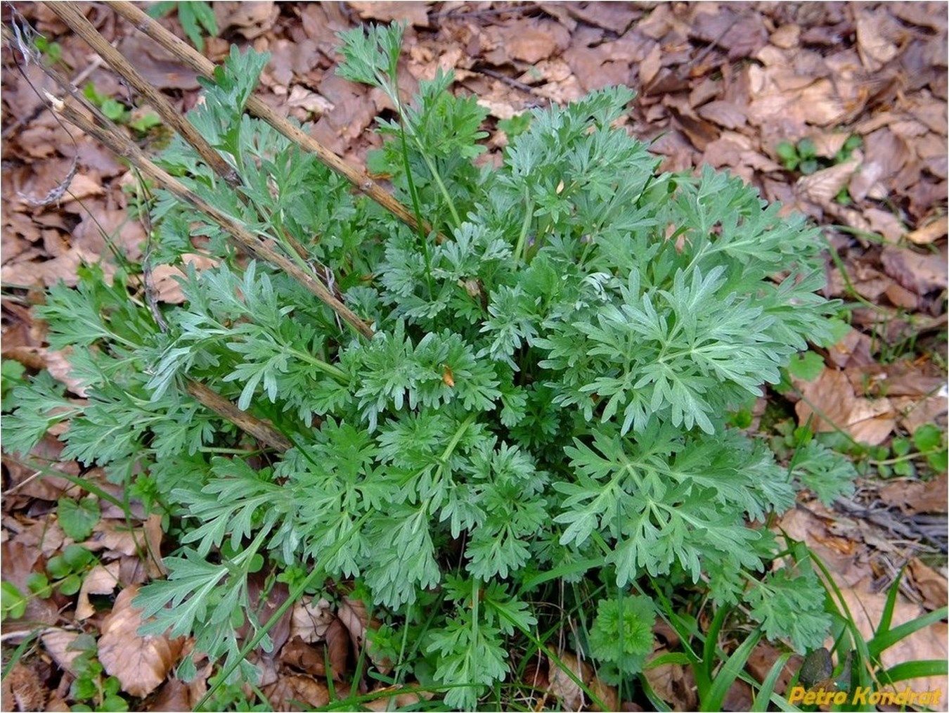 Image of Artemisia absinthium specimen.