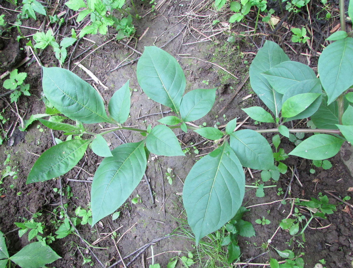 Image of Atropa acuminata specimen.