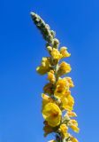 Verbascum phlomoides. Верхушка соцветия. Пермский край, г. Пермь, Свердловский р-н, разнотравный некошеный газон. 17.07.2018.